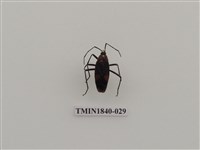 藏品(菲律賓產昆蟲)的圖片